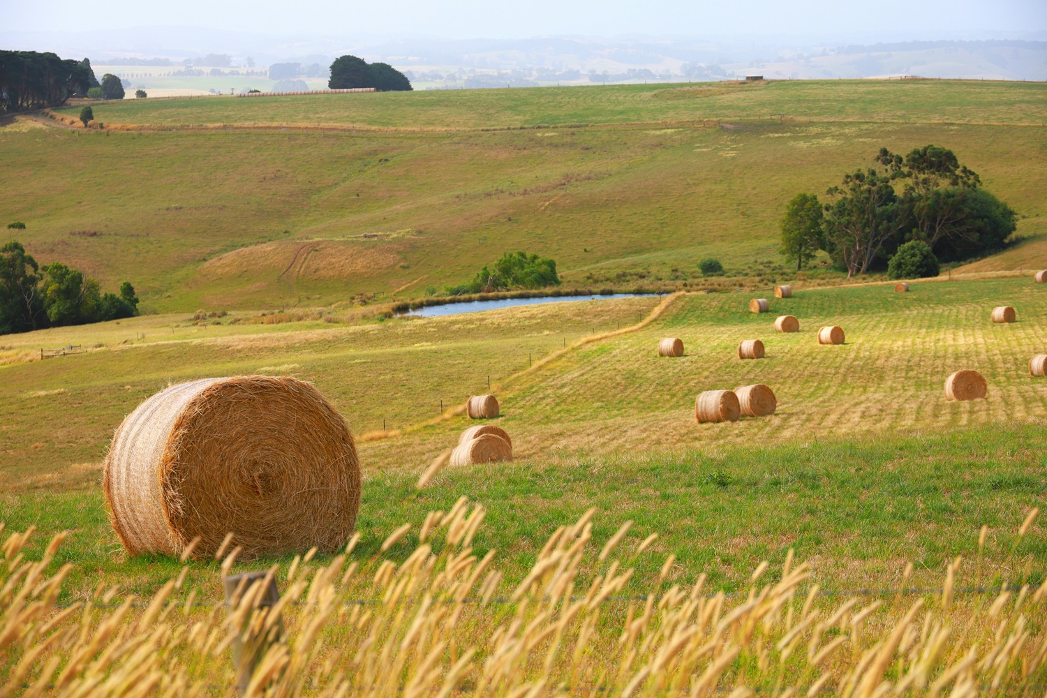 Rural and agribusiness services 
