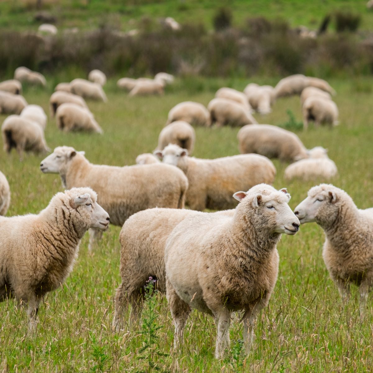 sheep